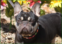 GREEN WOODS FRENCH BULLDOGS